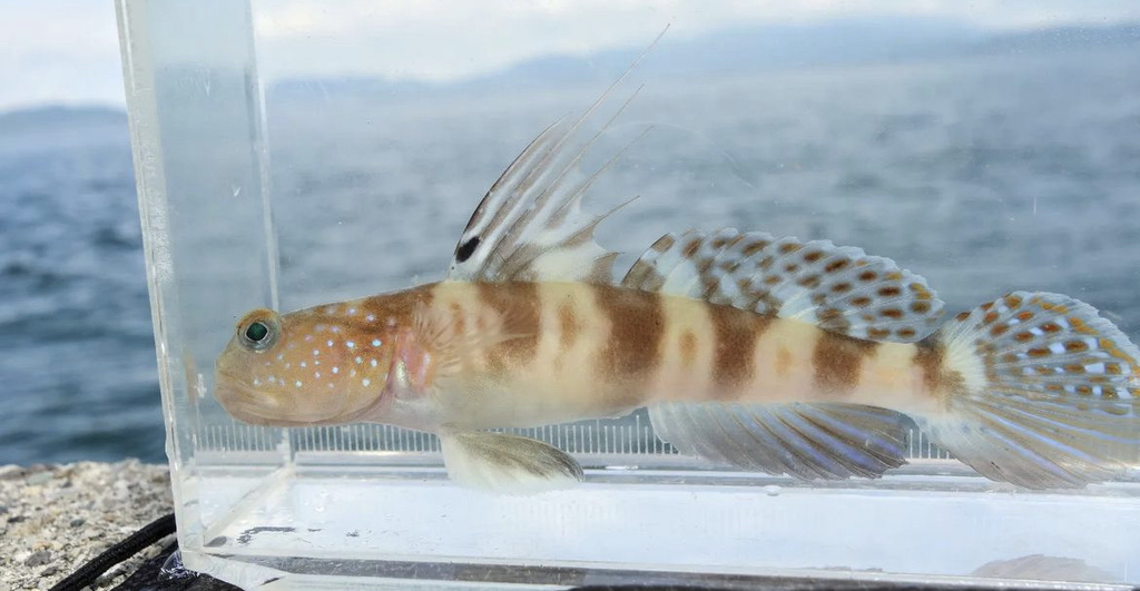 Myersina Goby