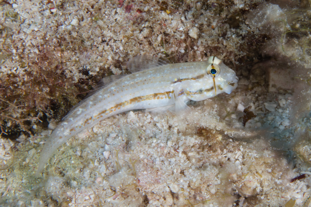 Biotched African Goby