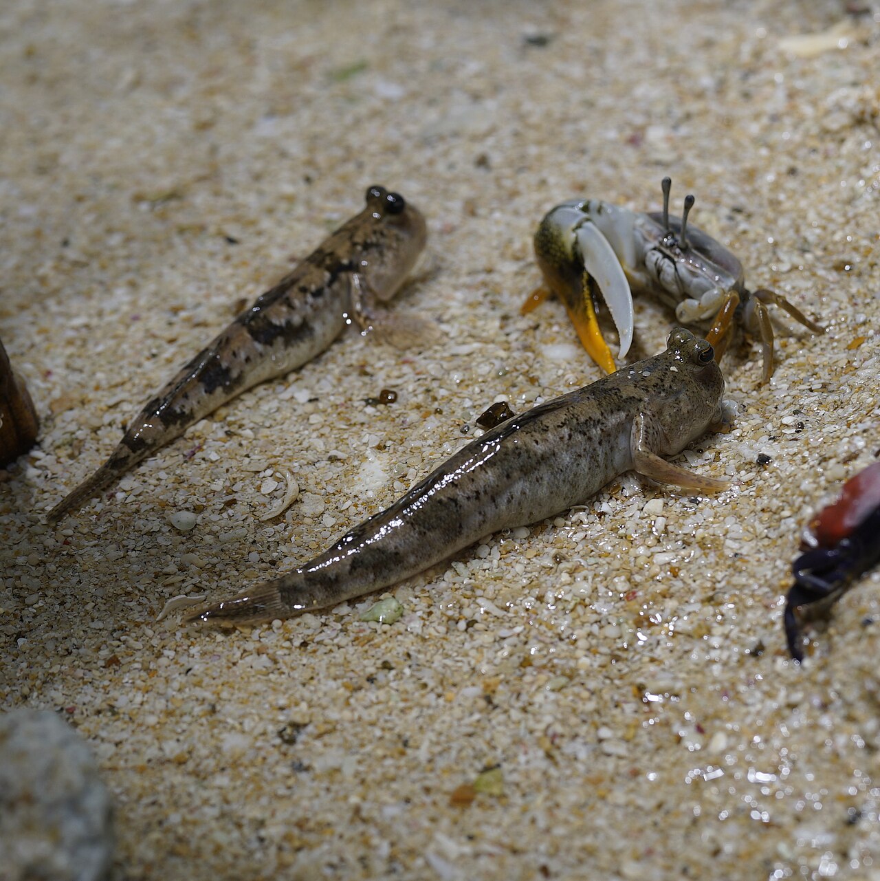 Barred mudskipper