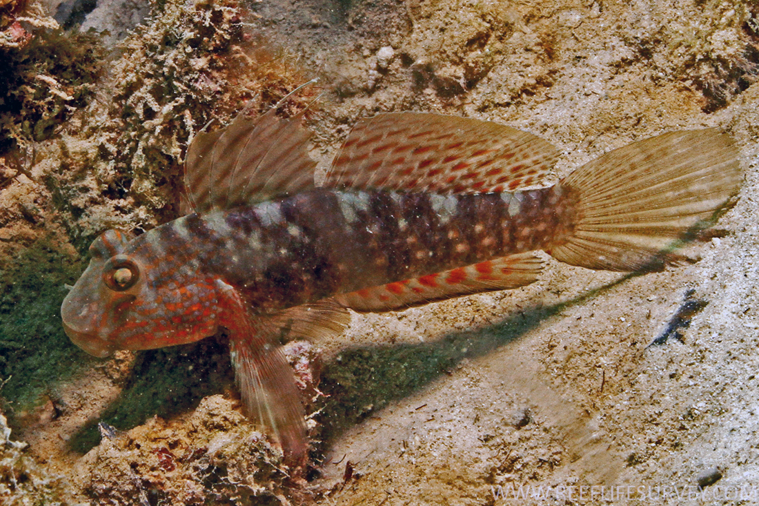 Photo of Mud reef-goby/Beautiful Goby