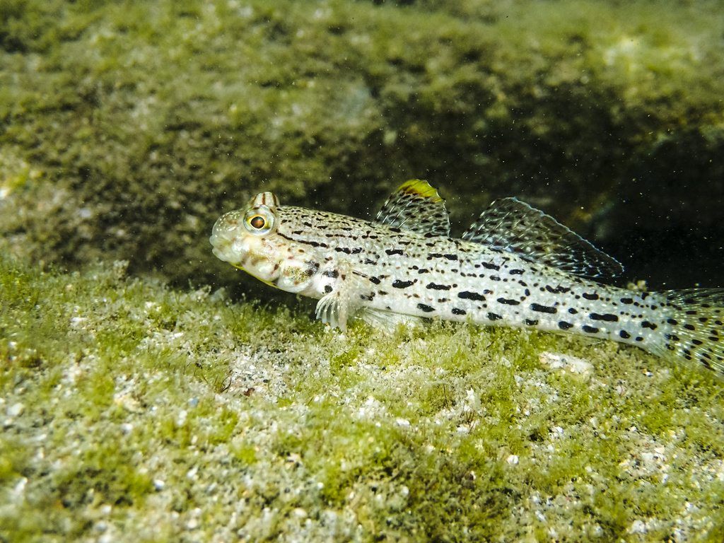 Ornete Goby