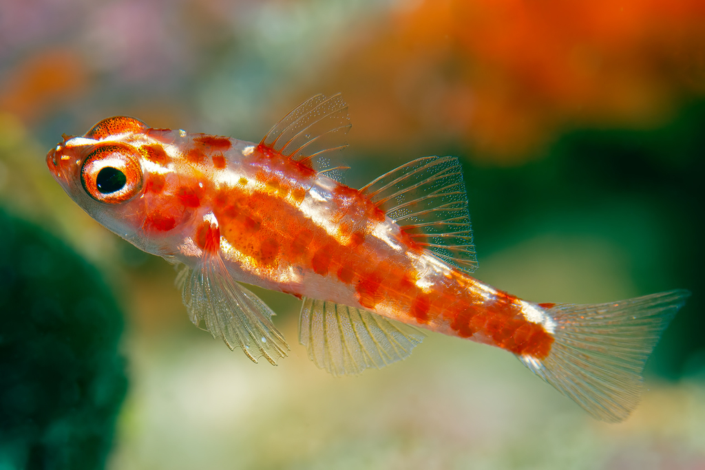 Firecracked Goby