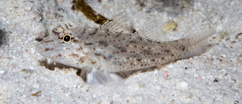 Common fusegoby/Neophytus Goby
