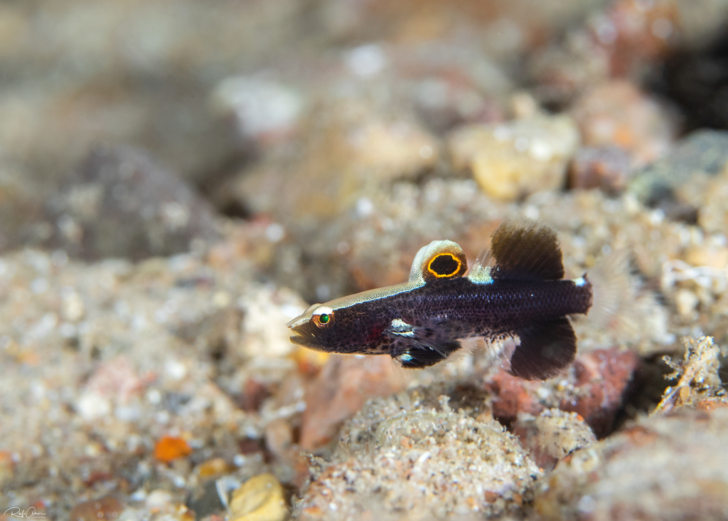 Whitecap goby