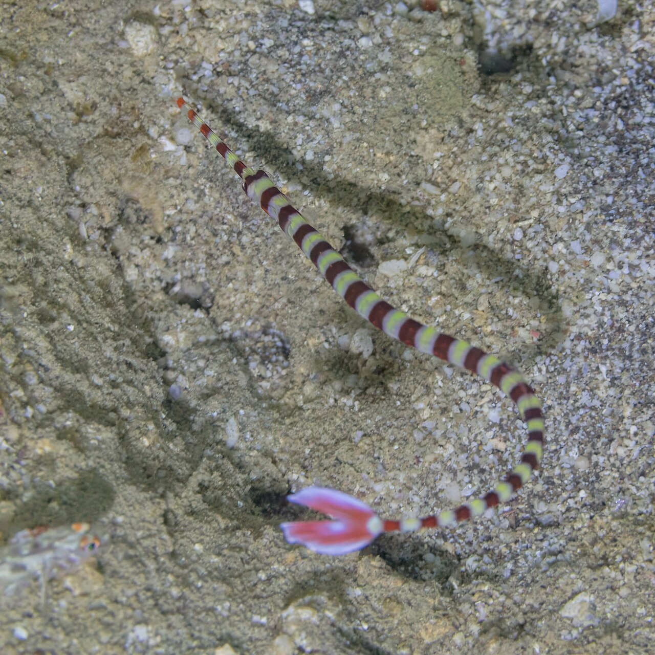 Ringed pipefish/Banded Pipefish