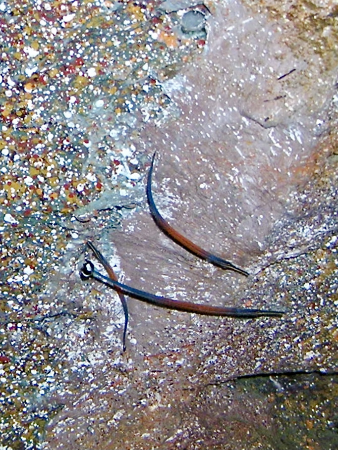Photo of Red Banded Pipefish / Janss' Pipefish