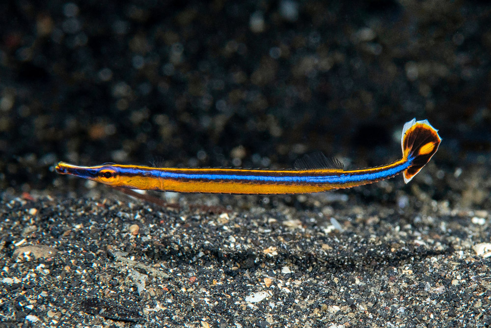 Honshu pipefish