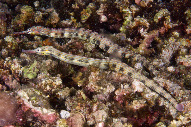 Messmate pipefish/Dragonface Pipefish