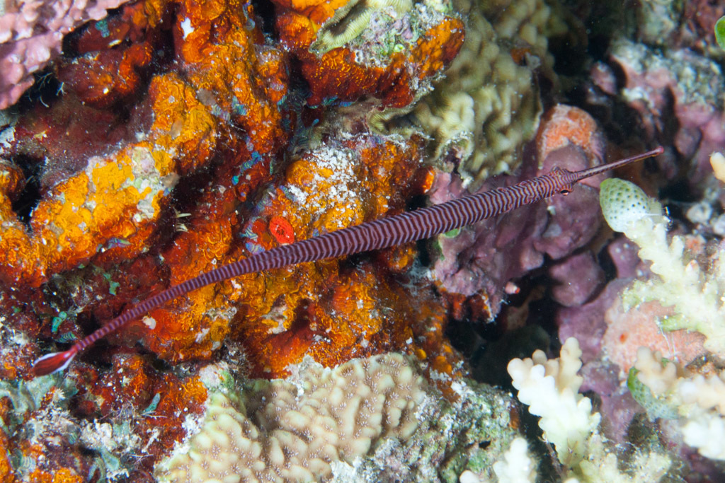 Many banded pipefish
