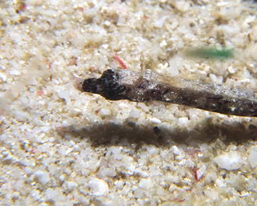 Shortnose Pipefish