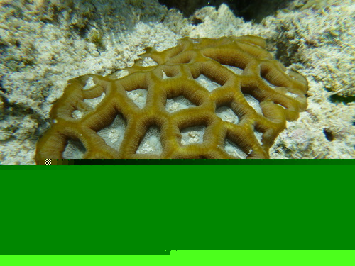 Two color Brain Coral