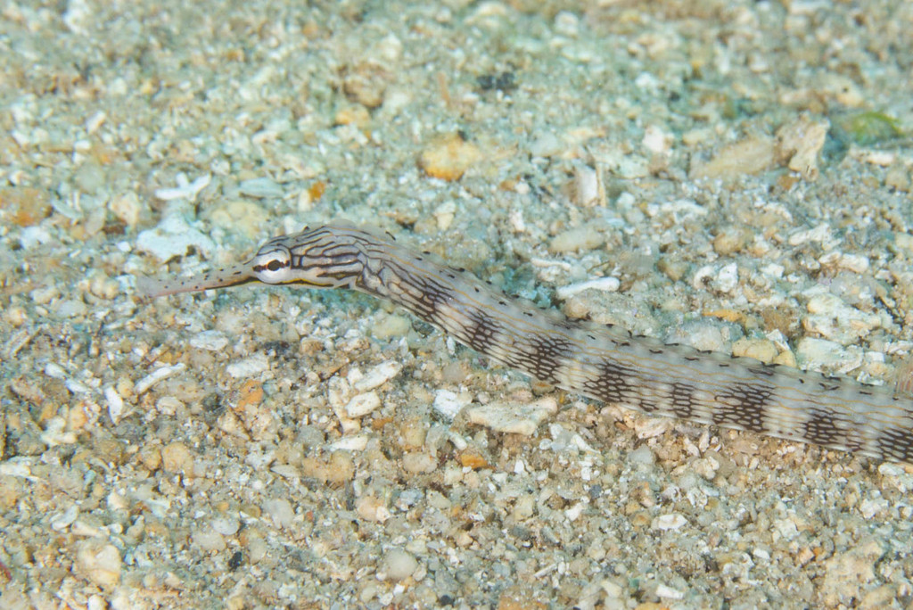 Scribbled pipefish