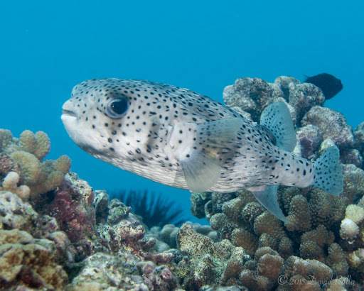 Black-blotched/Shortspine Porcupinefish SM