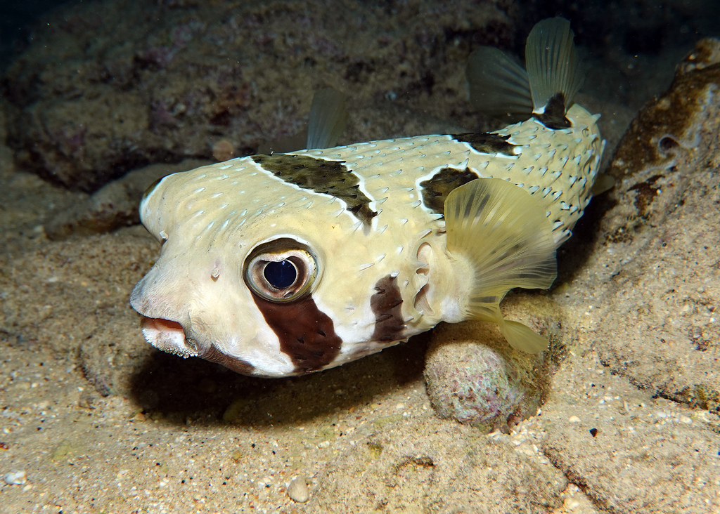 Black-blotched/Shortspine Porcupinefish
