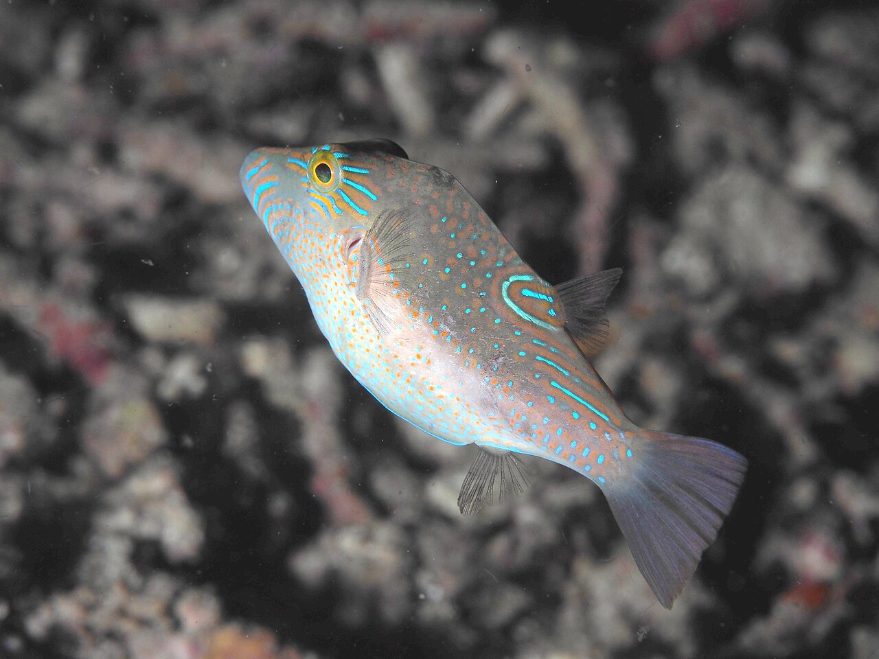 Lantern toby/Blue Spotted Sharp Puffer