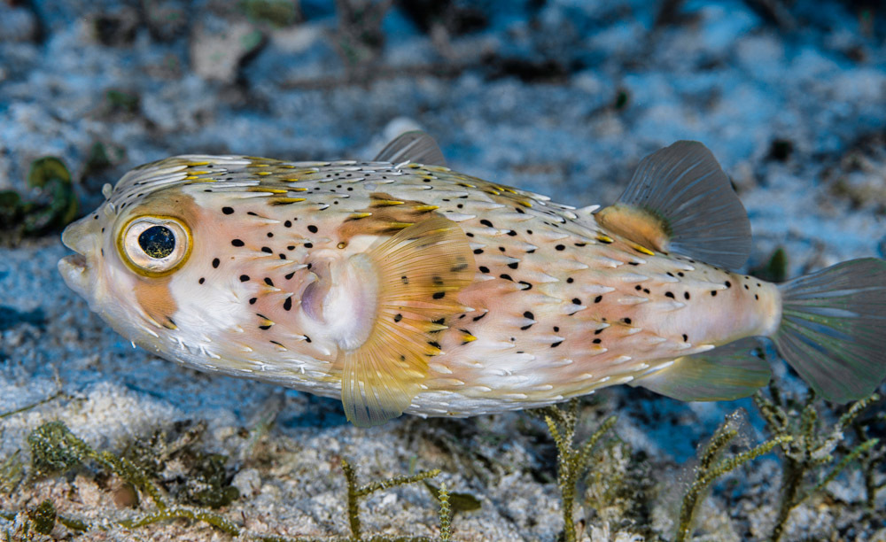 Longspined porcupinefish/Ballon Fish