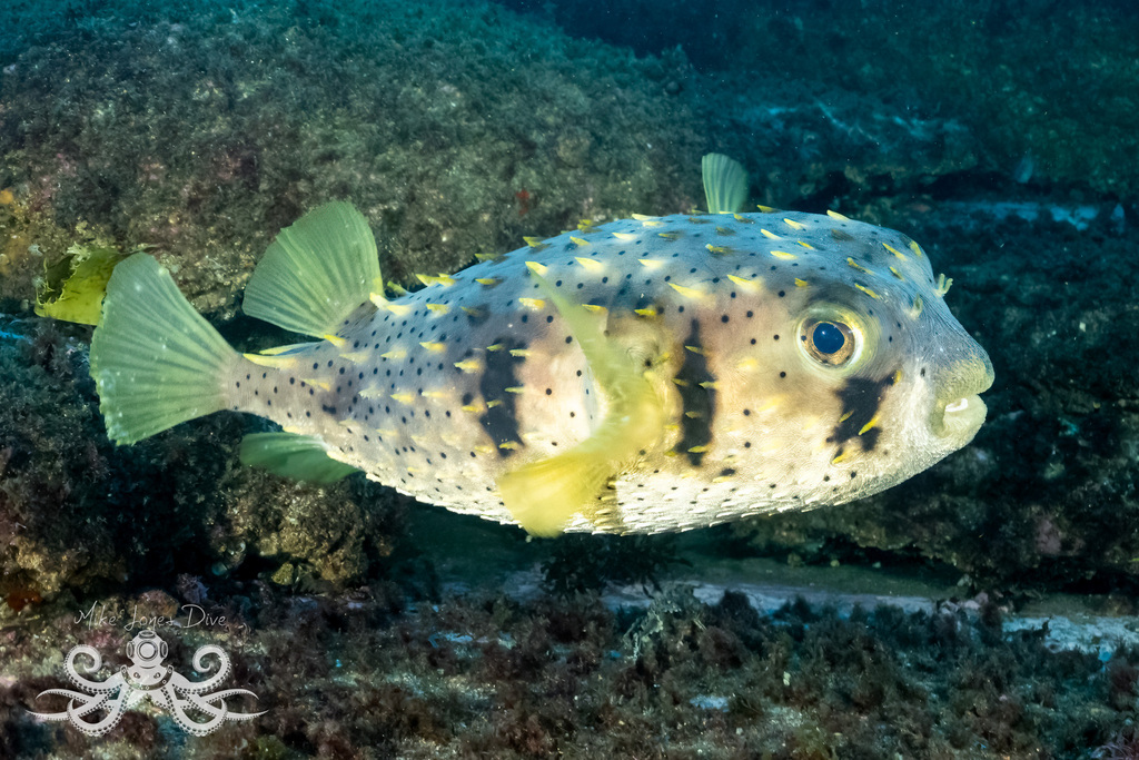 Myer's Ballonfish ML