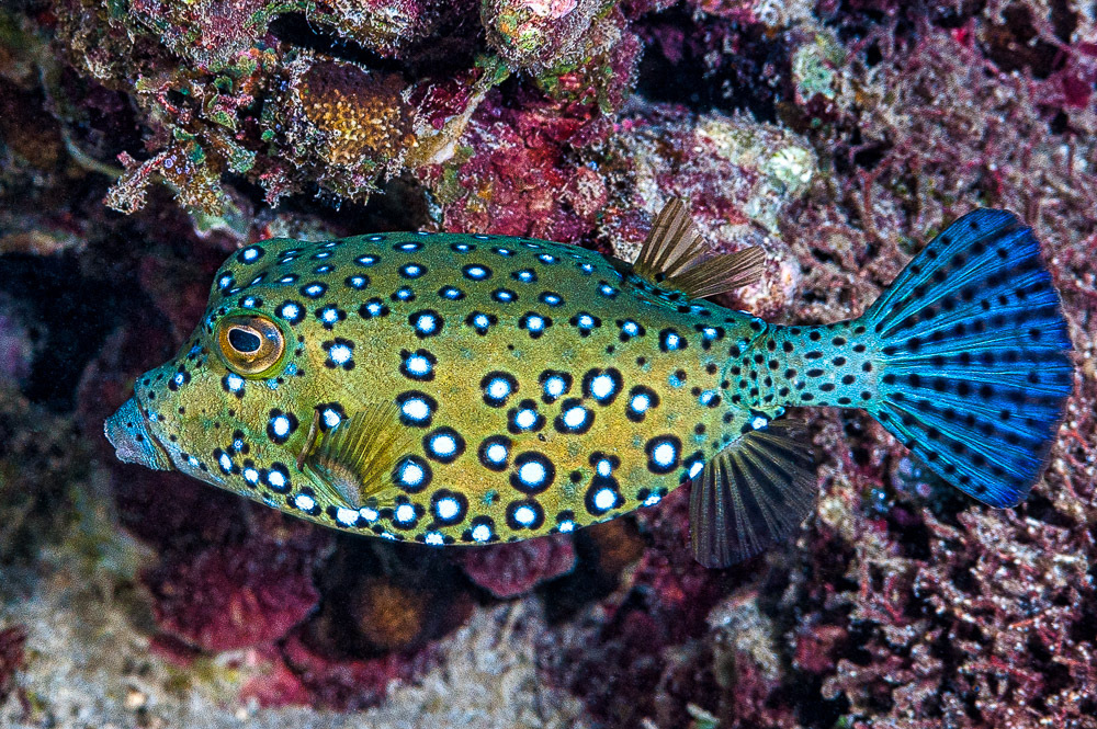 Photo of Whitespotted/Scribble Boxfish Male