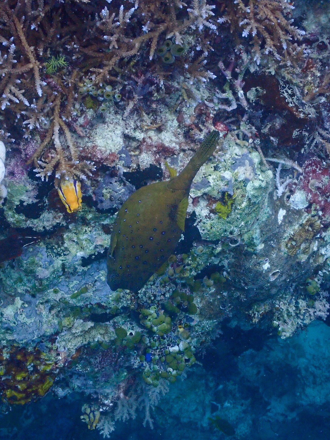 Yellow Boxfish/Polkadot Boxfish