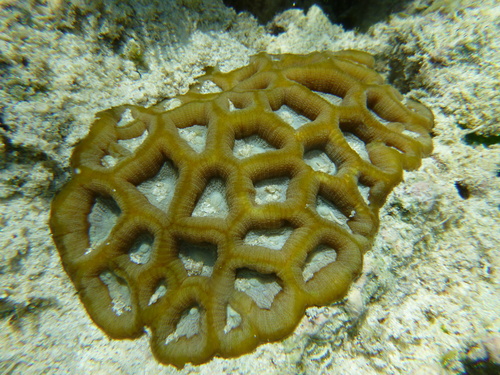 Three color Brain Coral