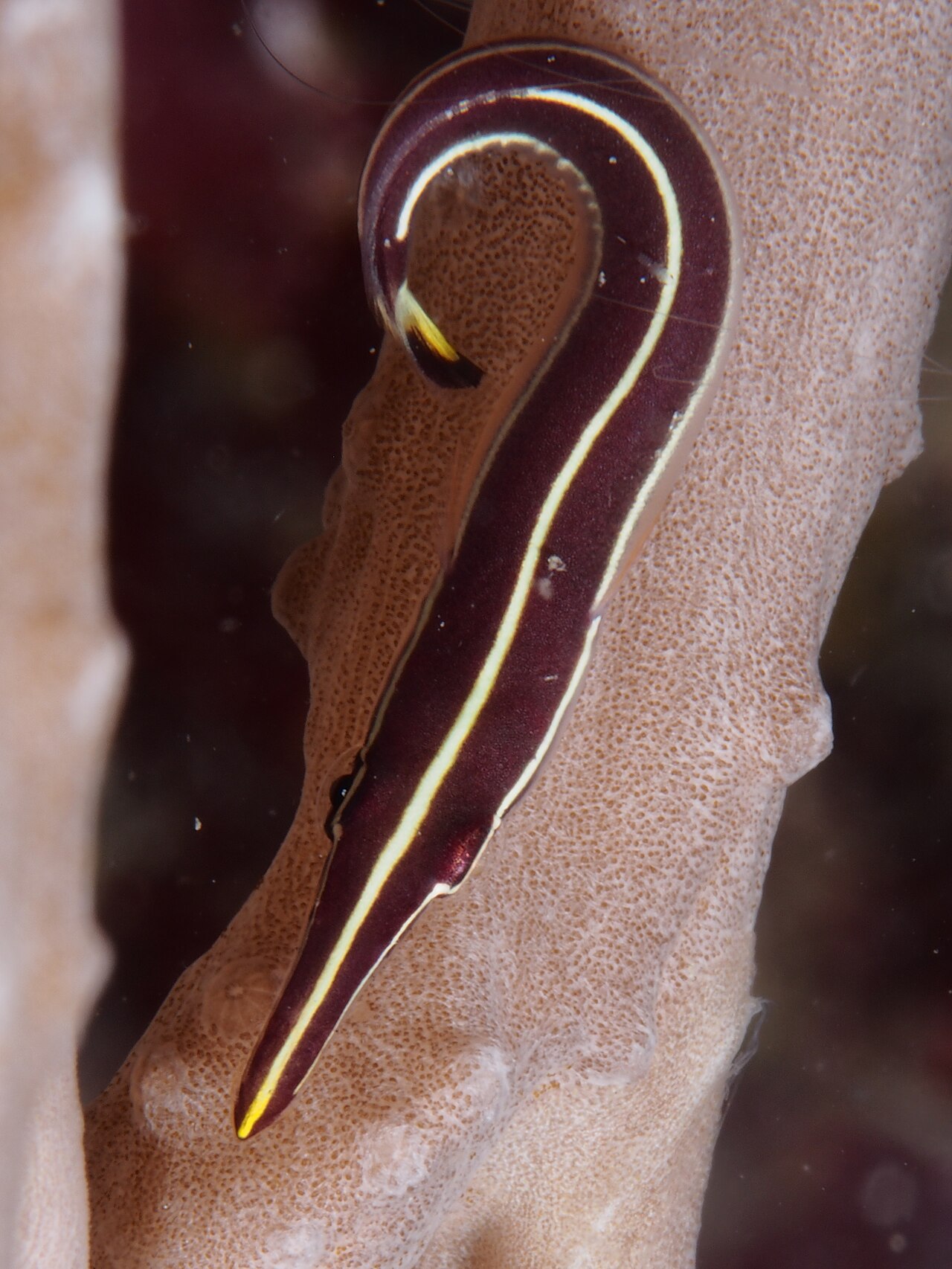 Photo of Striped Clingfish/Long-snout clingfish