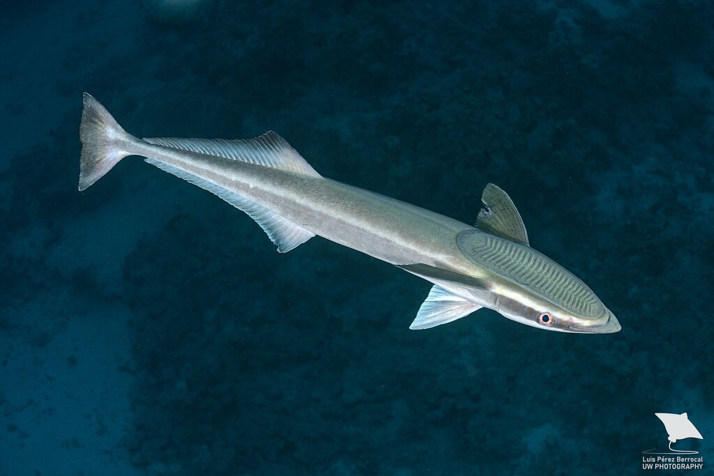 live sharksucker white