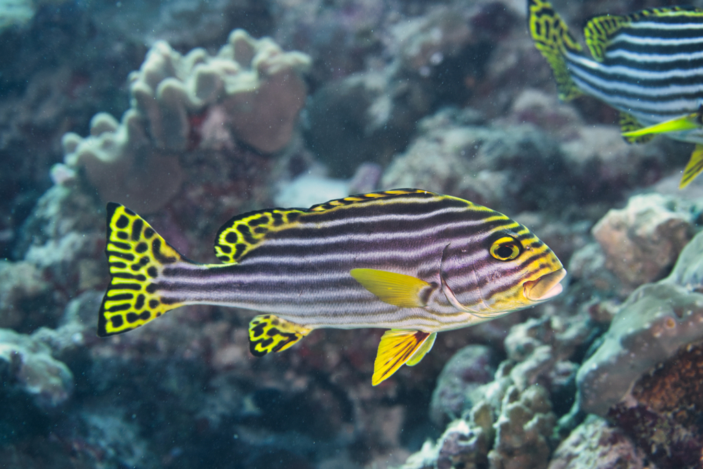 Photo of Oriental Sweetlips