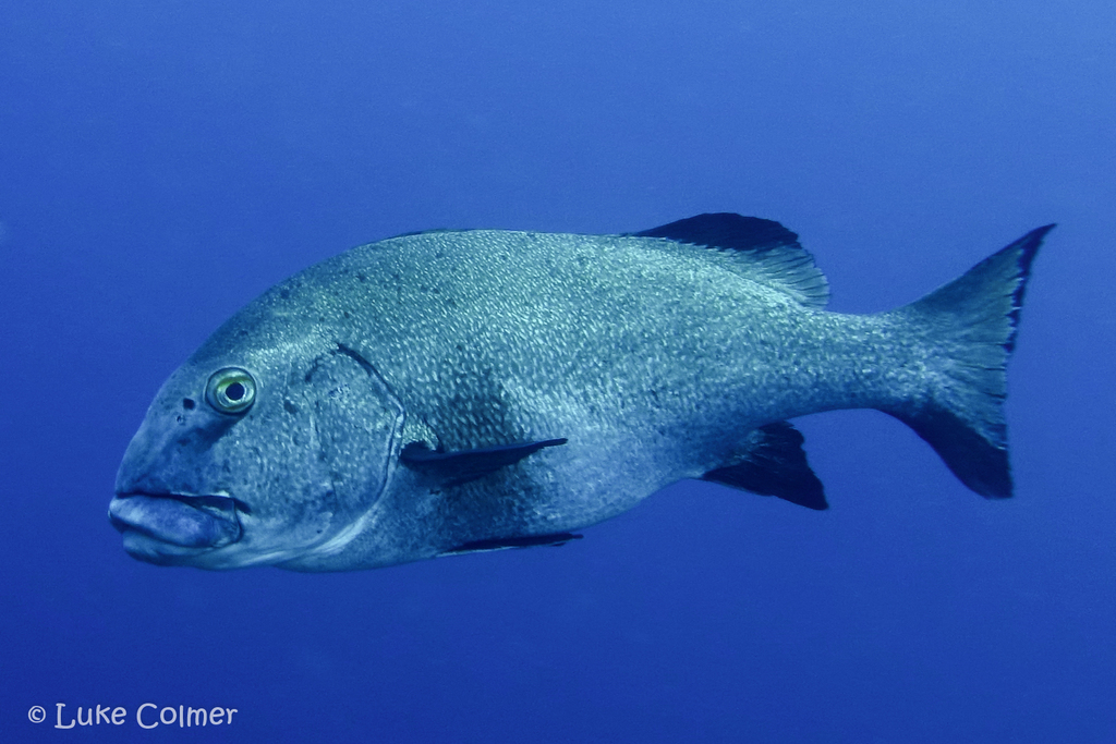 Photo of gaint sweetlips/two-striped sweetlips