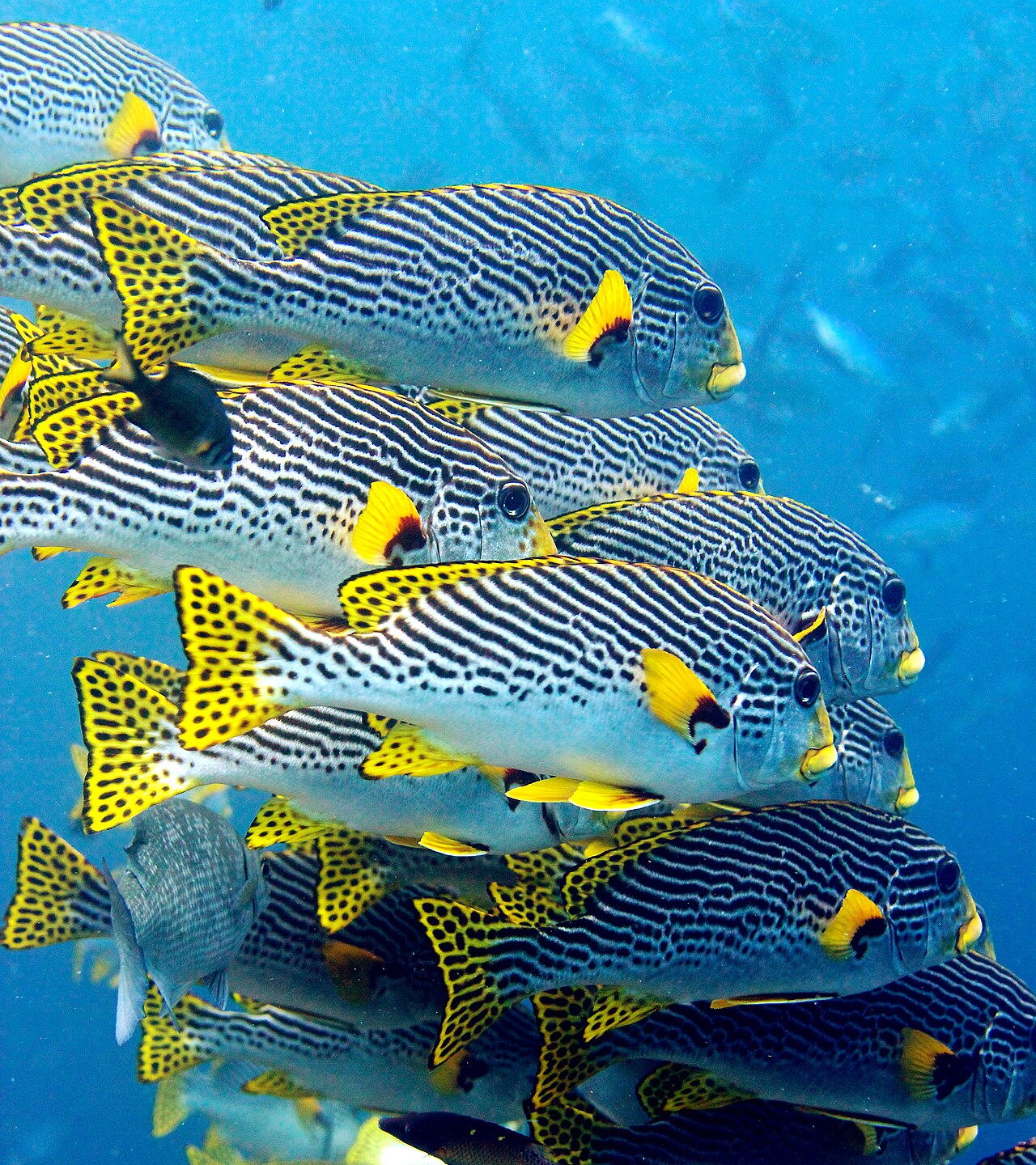 Oblique-banded Sweetlips/Yellowbanded sweetlips