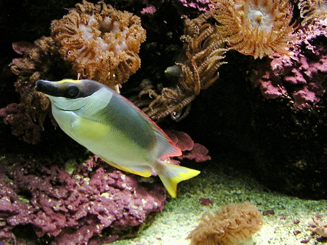 Magnificent rabbitfish