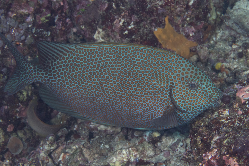 Goldspotted spinefoot