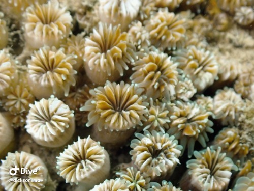 Green Colonial Stony