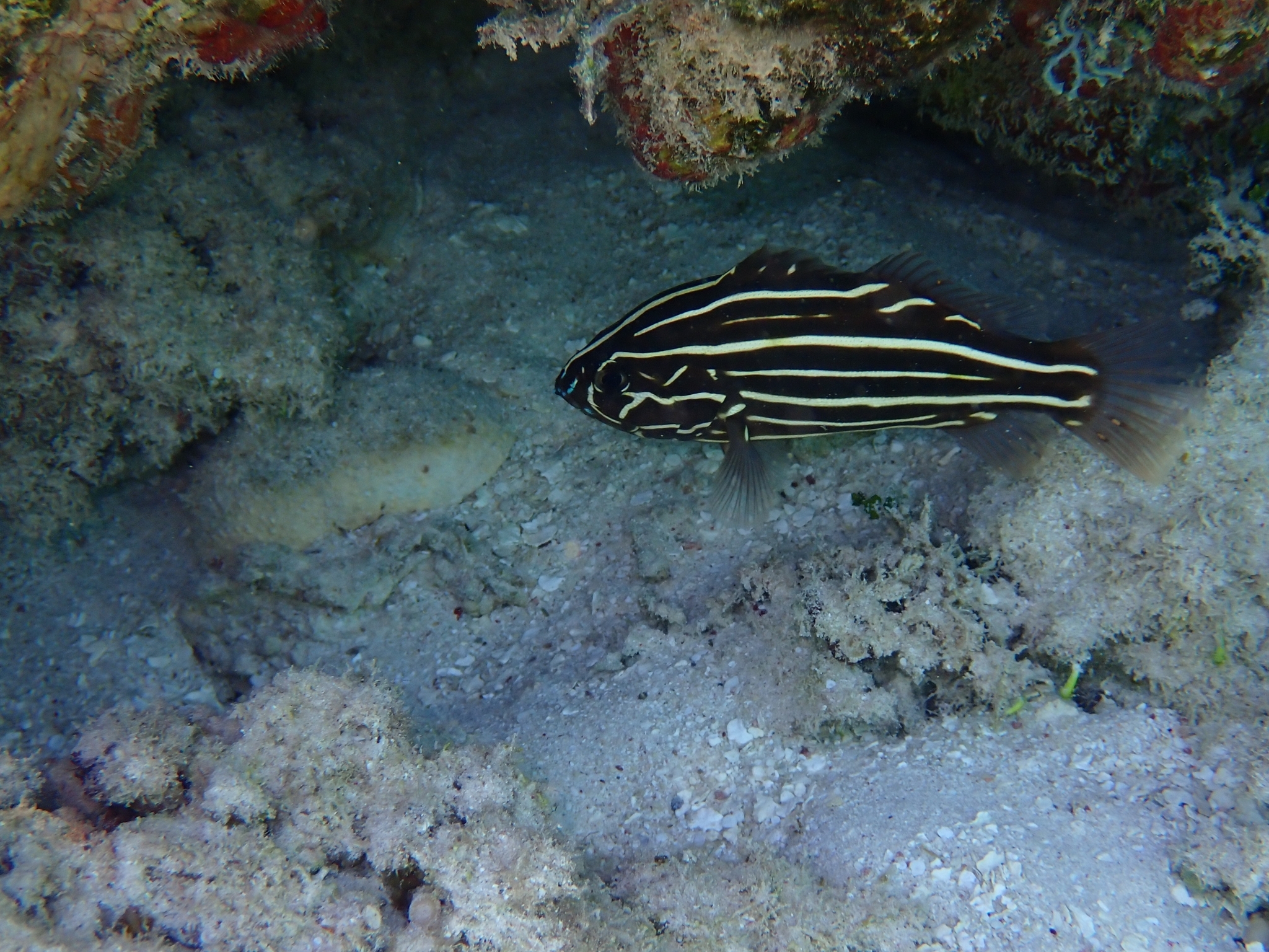 Goldenstriped soapfish/Sixline Soapfish