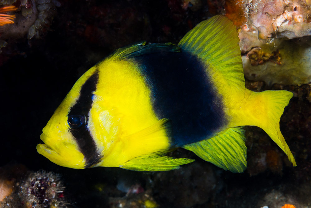 Barred soapfish/Double Banded soapfish