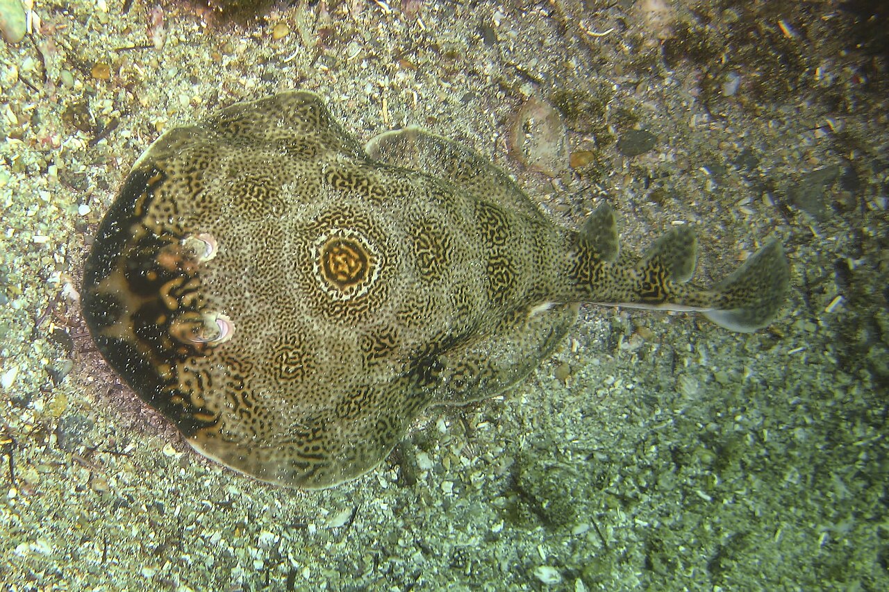 Ocellated electric/Cyclops Electric Ray