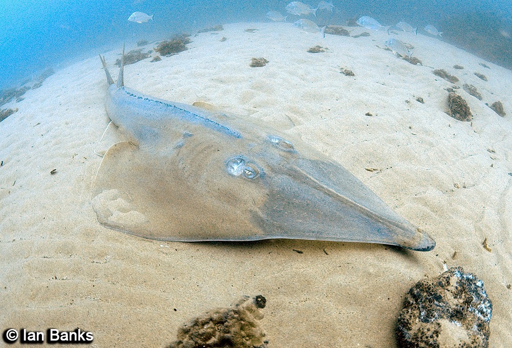 Giant Shovelnose Ray/Clearnose Guitar Ray