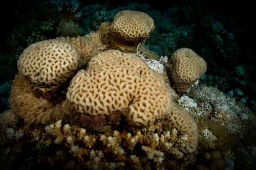 Green Honeycomb Coral