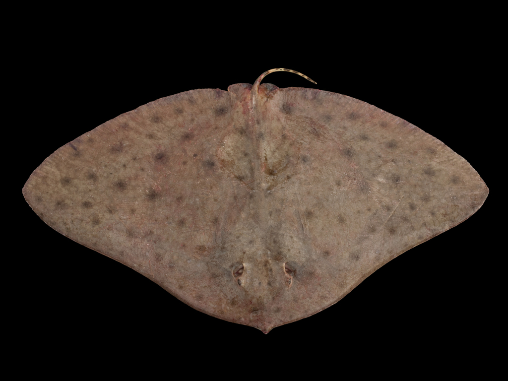 Smooth butterfly ray/Butterfly Ray