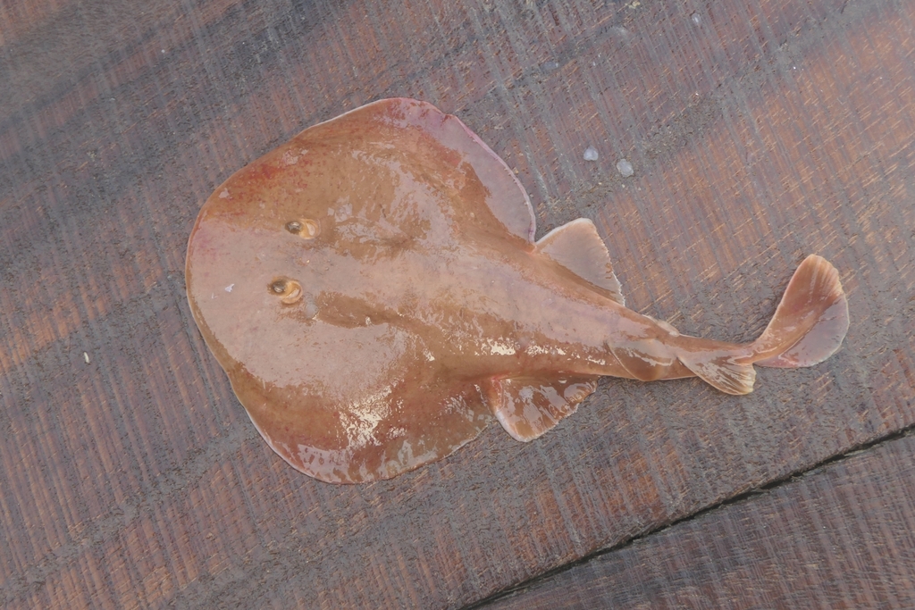 Spotted numbfish/black-spotted electric ray