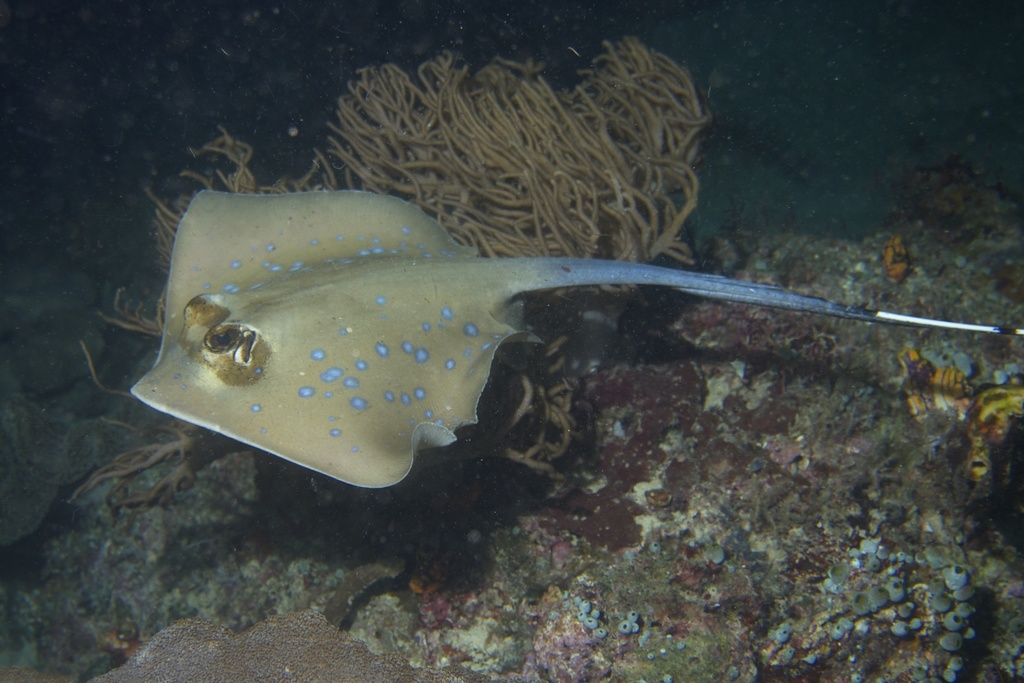 Bluespotted stingray