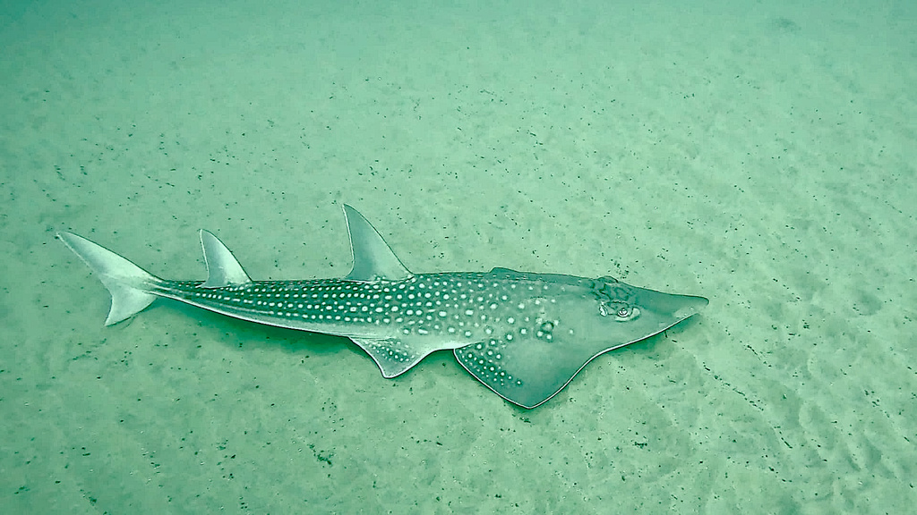 Giant guitarfish