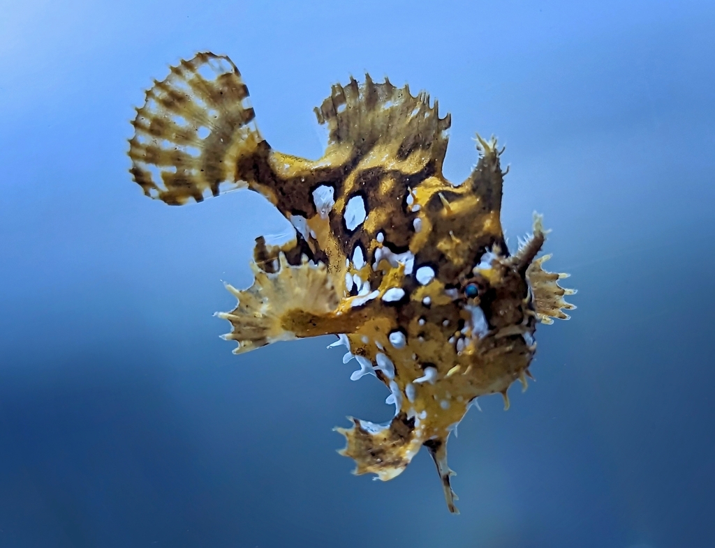 Photo of Yellow Anglerfish