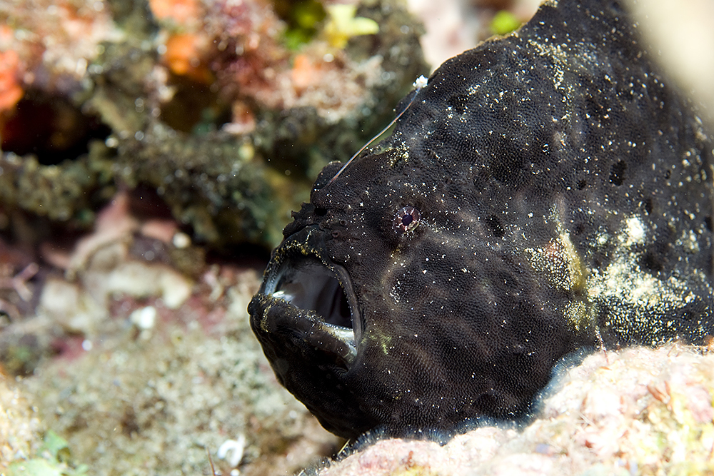 Longlure frogfish/Leoparden Anglerfisch
