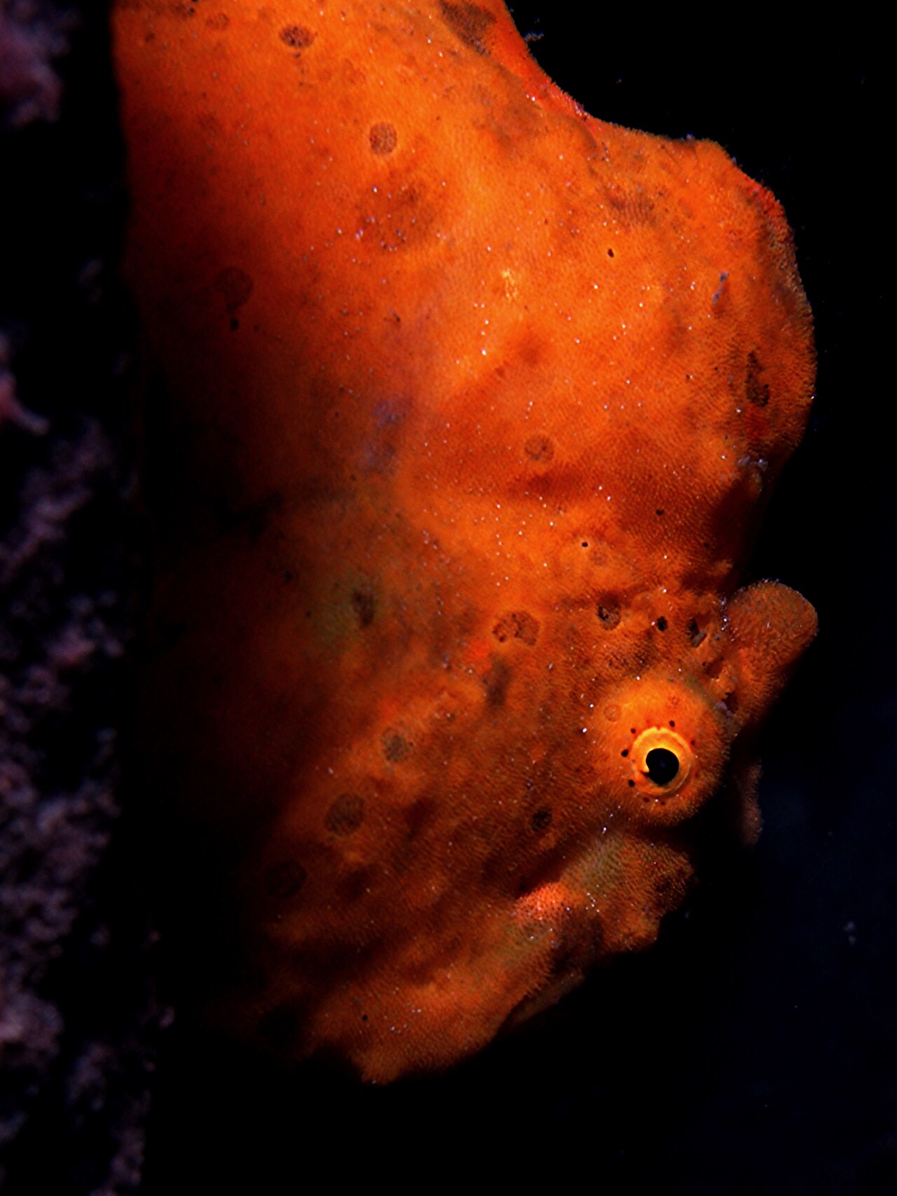Reticulated frogfish RED
