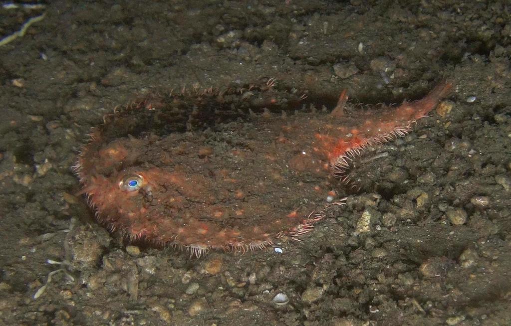 Photo of Torpedo/Net Batfish