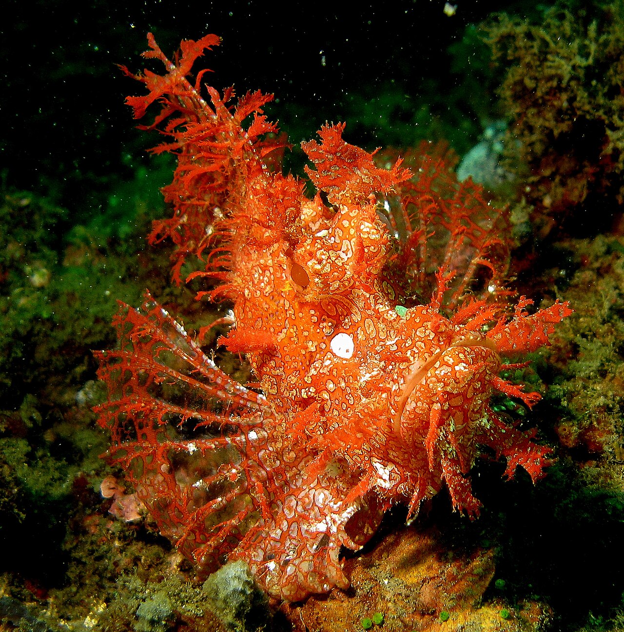 Lacy scorpionfish
