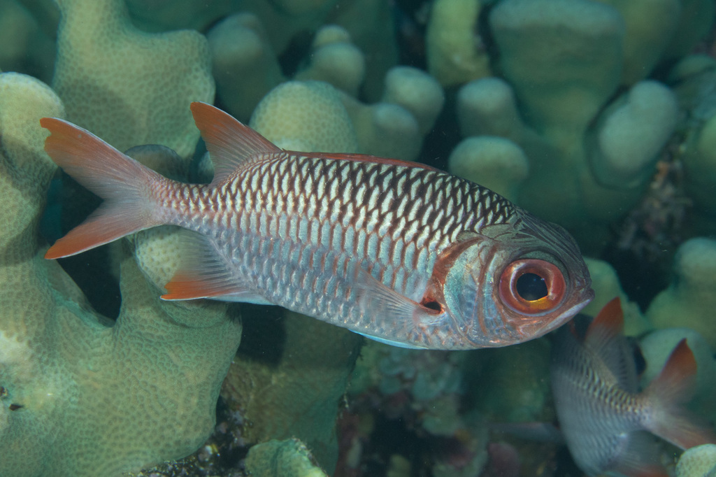 Latticework Soldierfish