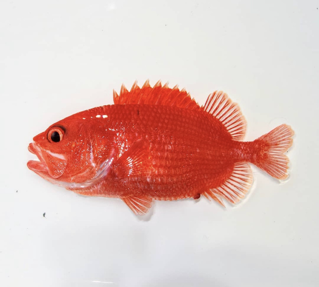 Shy soldier/Roughscale Soldierfish