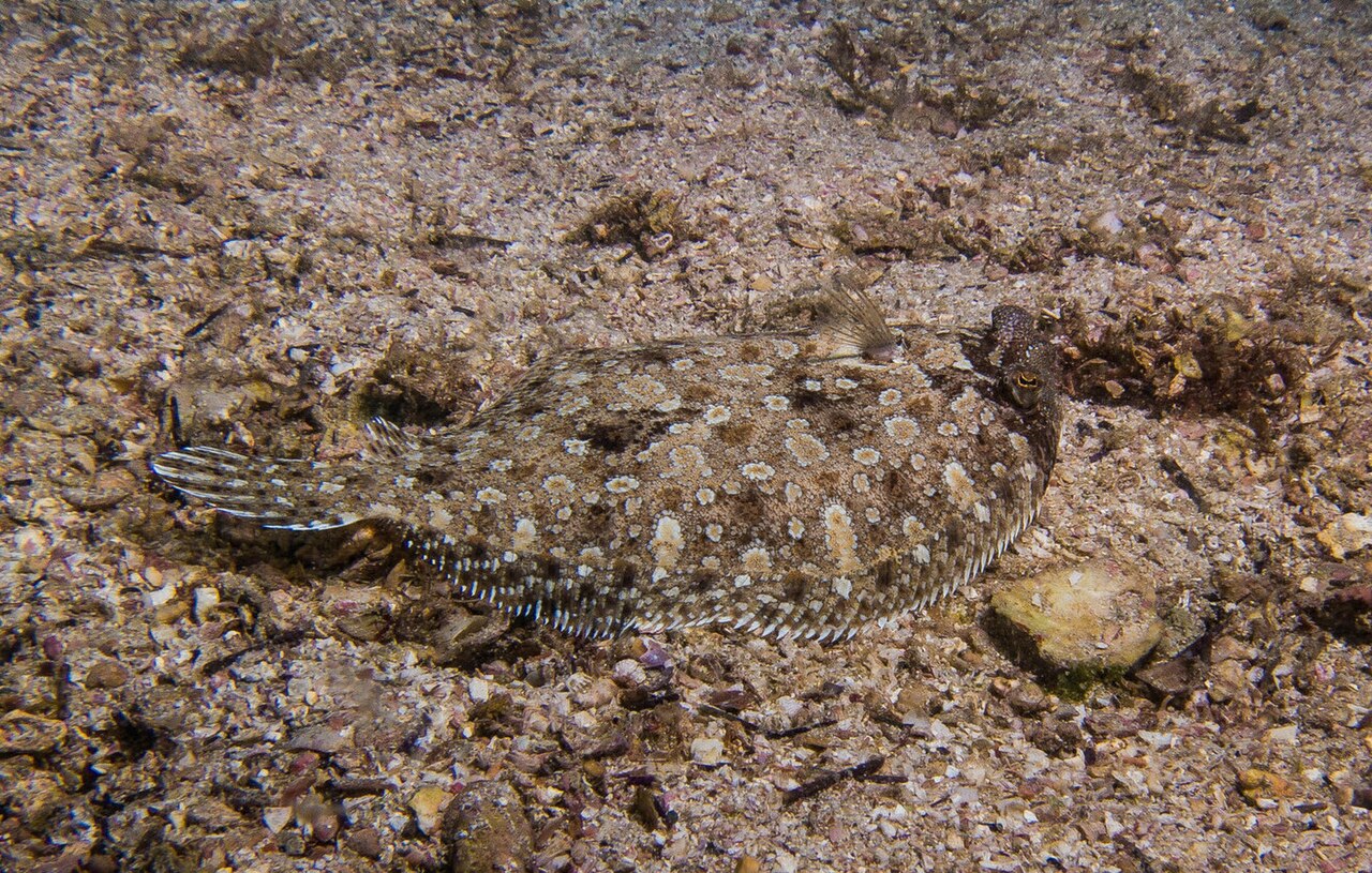Eyed Flounder Mix