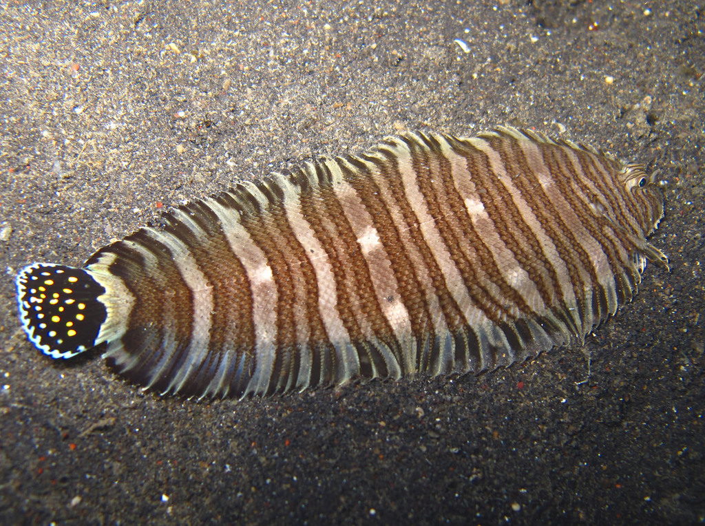 Photo of Zebra sole/wacky striped flatfish